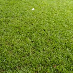 Meet your Posher, Cecilia